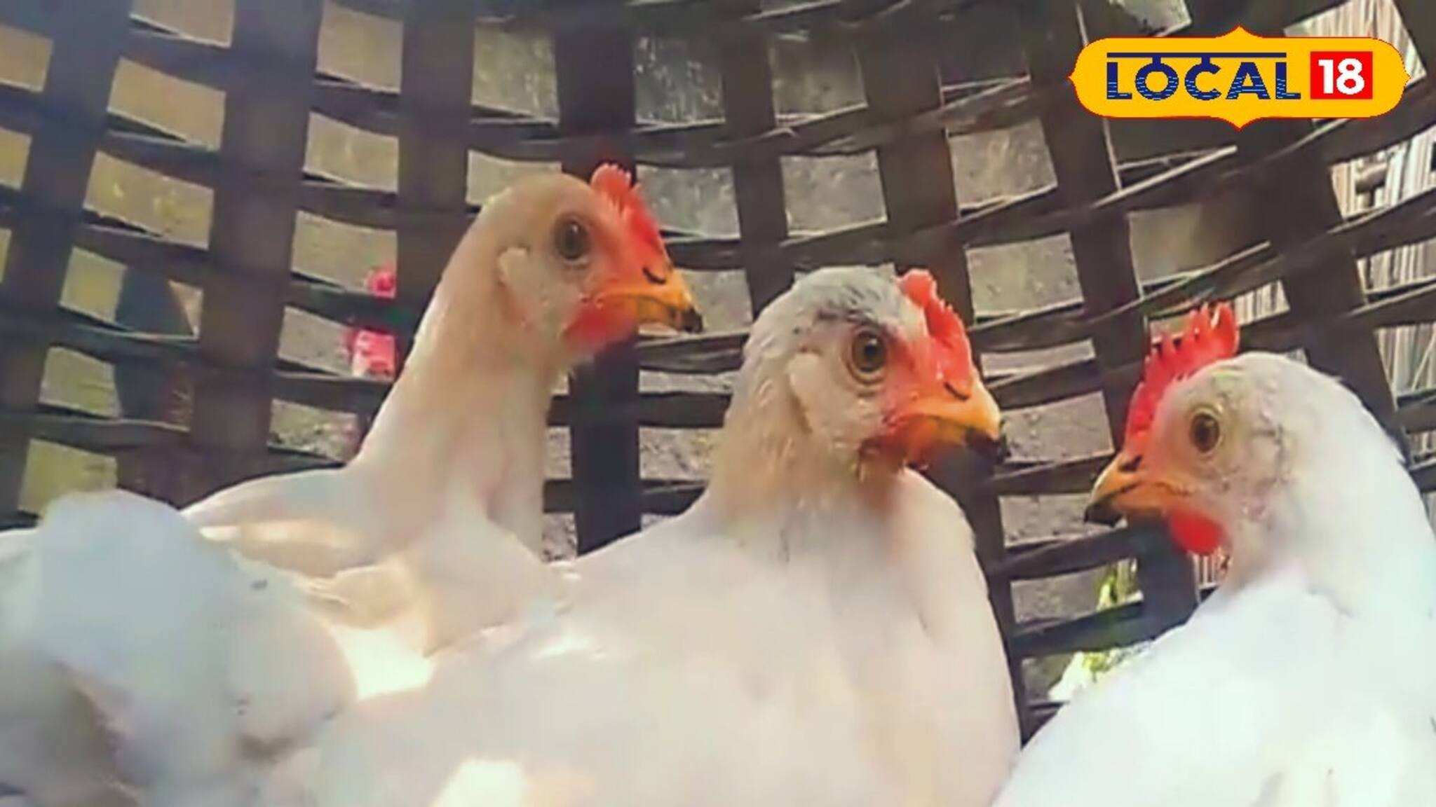 ভয়ঙ্কর রোগ, শেষ হতে পারে পোষ্যের জীবন, মুরগি-হাঁসের এই রোগ মুক্তি কিসে? জানুন