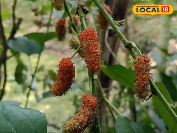 বাড়িতেই