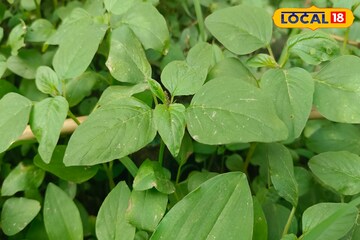 ডায়াবেটিস, কোলেস্টেরল দূর করে! অবহেলায় বেড়ে ওঠা এই শাক ক্যানসারেও কাজ দেয়!