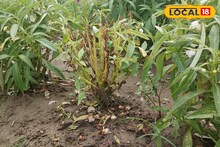 রিমলের তাণ্ডবে ফুলের জমিতে হাহাকার