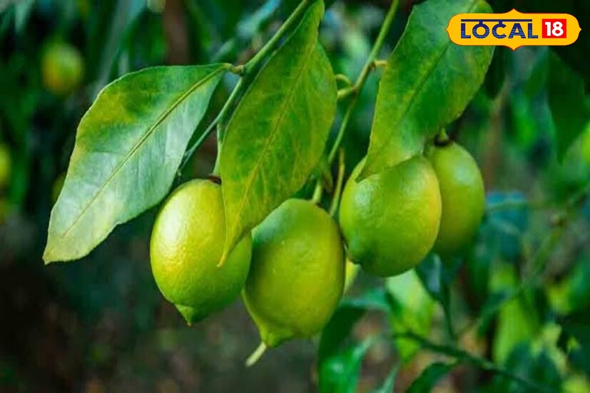 বিশেষজ্ঞদের মতে, লেবুতে থাকে ভিটামিন 'সি', যা অ্যান্টিঅক্সিডেন্ট।এছাড়াও লেবু শরীরকে হাইড্রেটেড রাখতে সহায়তা করে। সকালে এক গ্লাস লেবু জল খেলে হজমশক্তি বাড়ে।