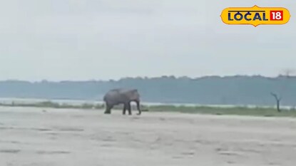 তিস্তায় গজরাজের দেখা তিস্তায় গজরাজের দেখা