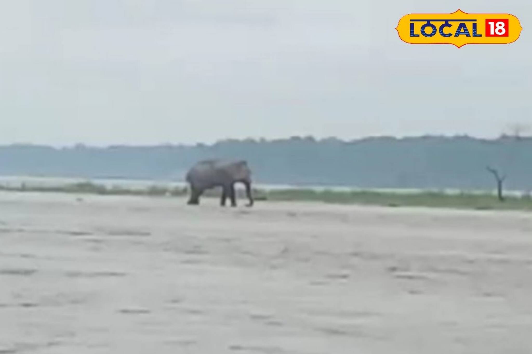 প্রবল বৃষ্টির জেরে মহা দুর্ভোগ, তিস্তায় আটকে গজরাজ! নজর রাখছে বনদফতর