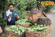 যোগীর রাজ্যে পাড়ি বাংলার আমের, চাহিদা পূরণ নিয়ে চিন্তায় চাষিরা