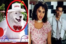 টাফিকে মনে আছে? সলমান-মাধুরীর 'হাম আপকে হ্যায় কৌন'-এর সাদা কুকুরটা এখন কোথায়?