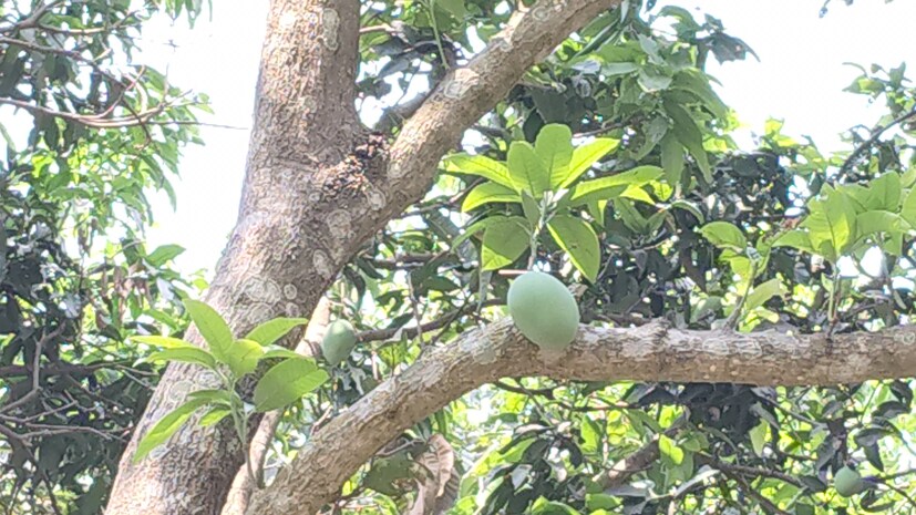 কথিত, আমের নতুন প্রজাতি তৈরিতে সিদ্ধহস্ত হাকিম আদা মহম্মদী ছিলেন কোহিতুরের জন্ম-কারিগর ৷ কোনও কোনও কিংবদন্তিতে আবার কোহিতুরের সঙ্গে জড়িয়ে আছে নবাব মুর্শিদকুলি খাঁর নাম ৷ নবাব এক বার তৎকালীন সাবেক রেঙ্গুনে গিয়ে এই আম খেয়েছিলেন ৷ এর স্বাদে মুগ্ধ মুর্শিদকুলি খাঁ নিজের রাজ্যপাটে নিয়ে আসেন কোহিতুর ৷ তার পর থেকেই মুর্শিদাবাদে এর ফলন ৷
