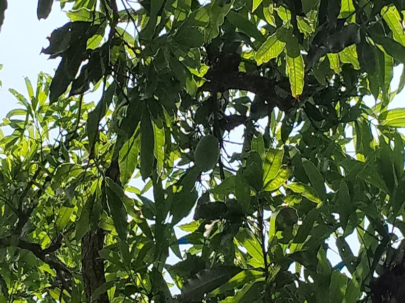 জানা যায়, নবাবি আমলে এই সব দেখভালের জন্য অভিজ্ঞ লোক থাকত। তাঁদের আম-কেরানি বা আম-পেয়াদা বলা হত। তাঁদের ছিল জহুরির চোখ। তাঁরা দেখেই বলে দিতে পারতেন, কখন কোন আমকে গাছ থেকে পাড়তে হবে বা কোনটিকে জলে ভেজাতে হবে। কোহিতুর আম কাটাও দেখার মতো পর্ব। দা, কাটারি বা ছুরি দিয়ে নয়, কোহিতুর কাটা হতো বাঁশের কঞ্চি দিয়ে। এমন ভাবে, যাতে আঁটিতে আঘাত না লাগে। তাতেও নাকি তার স্বাদ নষ্ট হয়ে যেতে পারে!