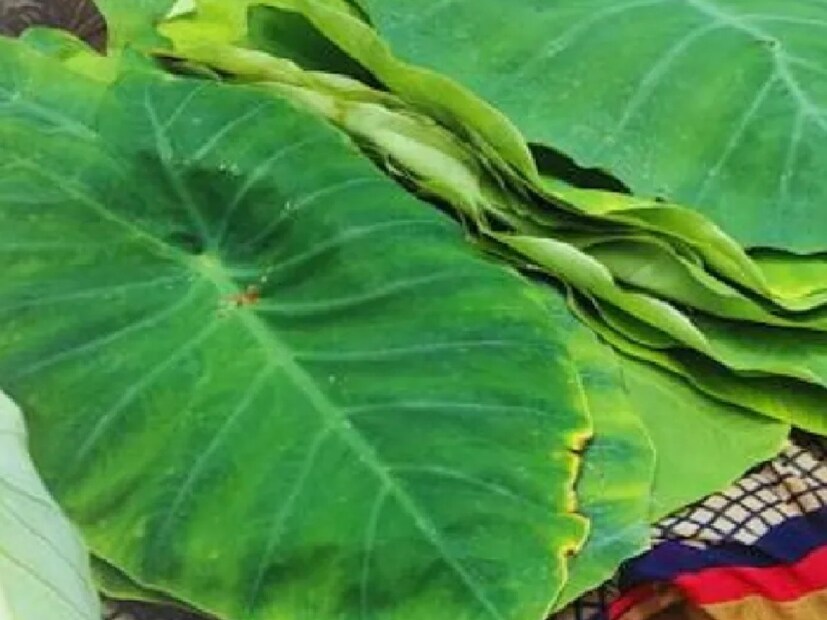 কচু পাতা বেশি তেলে ভাজলেও খাওয়া উচিত নয়, তা না হলে এর পুষ্টিগুণ নষ্ট হয়ে যাবে। কোনও রোগ থাকলে বা খাবারে অ্যালার্জি থাকে, তাহলে কচু পাতা খাওয়ার আগে অবশ্যই ডাক্তারের সঙ্গে পরামর্শ নিন।
