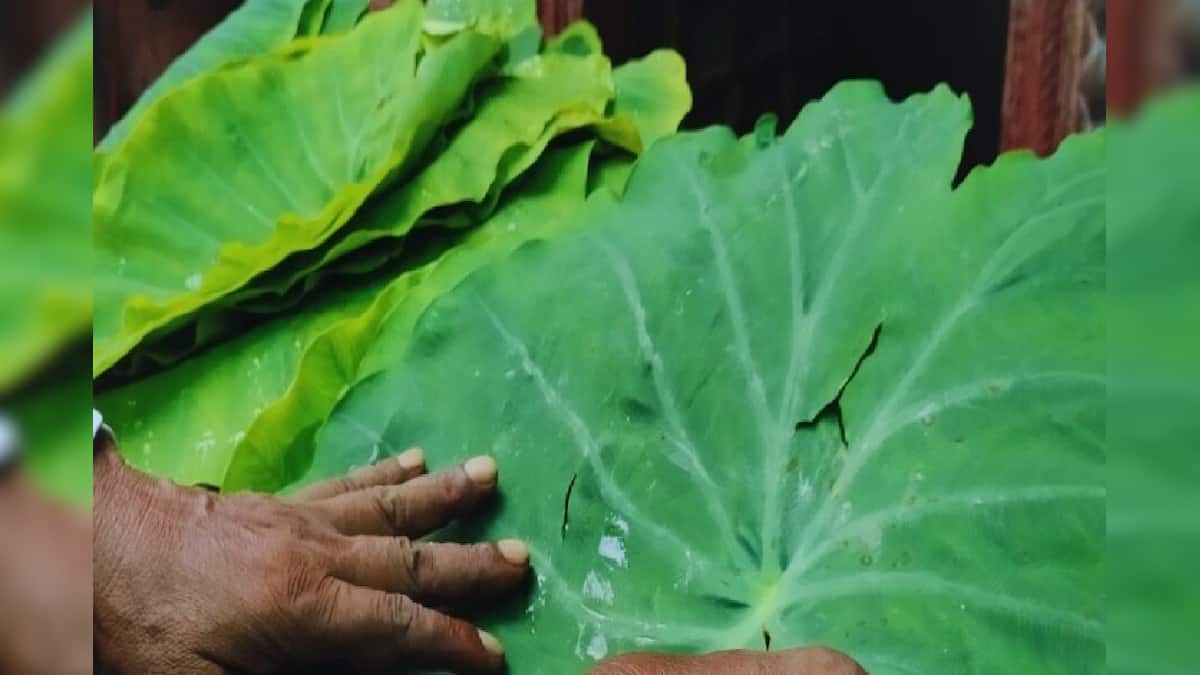 Kachu Infection Health Tips | মাত্র ১ টাকা খরচেই মেদ গলবে জেট গতিতে, গ্রীষ্ম-বর্ষা ২ ...