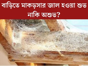 বাড়িতে মাকড়সার জাল হওয়া শুভ নাকি অশুভ? কী বলছে বাস্তুশাস্ত্র?