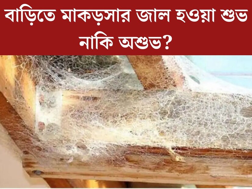 প্রায় প্রতিটি বাড়িতে মাকড়সার জাল দেখা যায়। ঘরের কোনায় মাকড়সার জাল হওয়ার কারণ অনেক। কিন্তু জানেন কি বাস্তু মতে ঘরের কোনায় মাকড়সার জাল হওয়ার অর্থ কী?