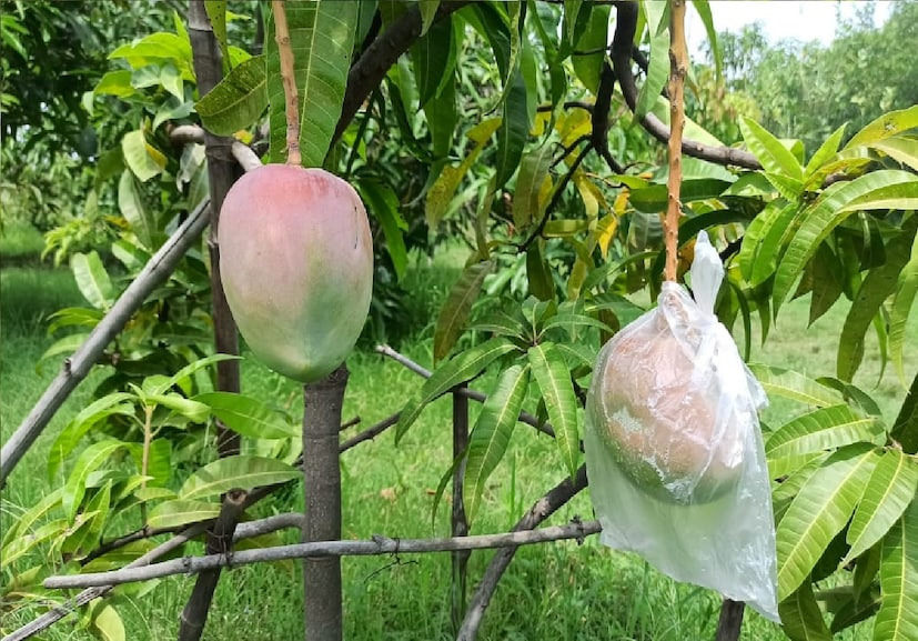  এক একটি আমের ওজন ২০০ থেকে ৩৫০ গ্রাম পর্যন্ত হয়। এক কিলো আমের দাম প্রায় আড়াই থেকে তিন লাখ টাকা। 