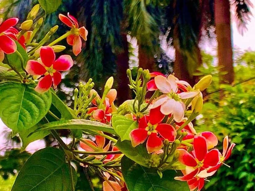 সামান্য জলে লাল পটাশ মিশিয়ে তরল সার হিসেবে গাছে স্প্রে করুন। দিয়ে দিন গোড়াতেও। তাহলে গাছের বৃদ্ধির পাশাপাশি ফুলও হবে প্রচুর।