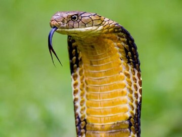 হঠাৎ সামনে সাক্ষাৎ যম! সাপের হাত থেকে বাঁচতে কোন কাজটা করবেন সবার আগে?