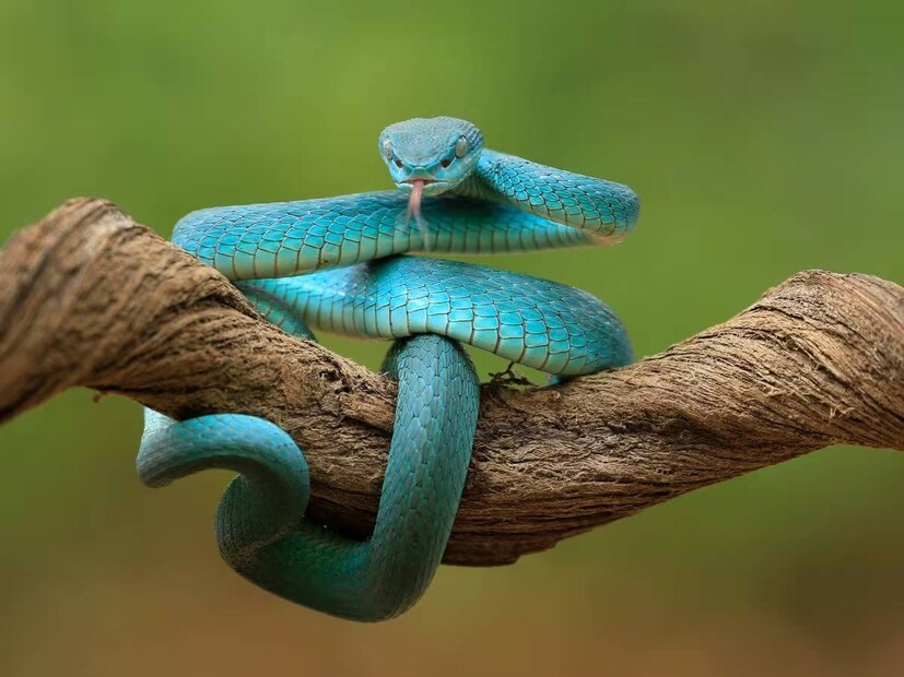 পরিবর্তে, যদি দেখেন সাপটি কোথাও কোনও দিকে যাচ্ছে, তাহলে তাকে নির্বিঘ্নে যেতে দিন। মনে রাখবেন বেশিরভাগ সাপ আপনার কাছে আসতেই চায় না। আপনি যদি তাদের বিরক্ত না করেন তবে তারা নিজেরাই নিজেদের মতো পথ বেছে নেবে এবং আপনার সামনে থেকে চলে যাবে।