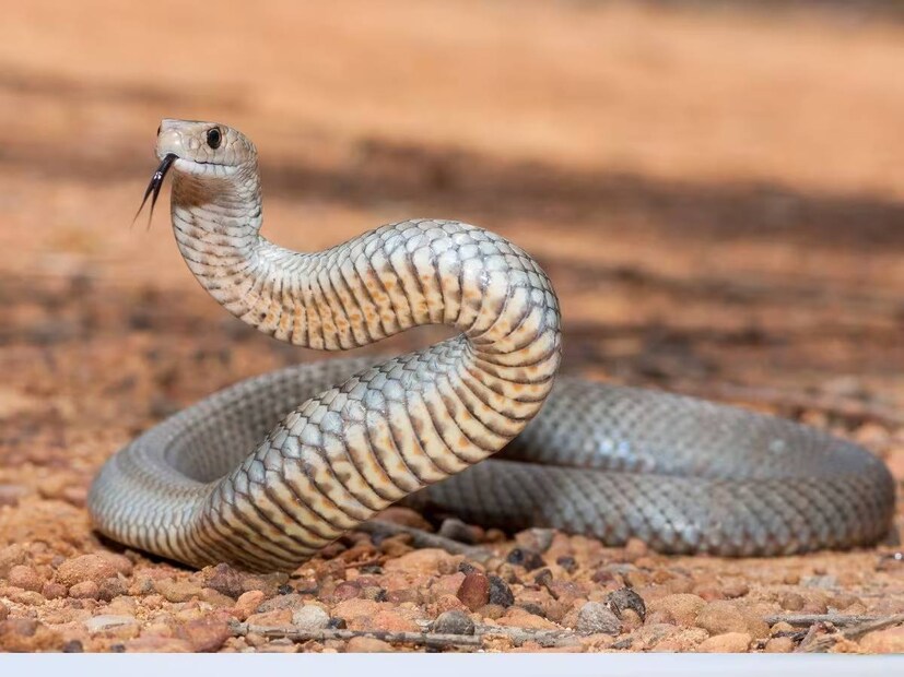 কিথ টেলর, গত ৫ বছর ধরে সাপ নিয়ে গবেষণা করছেন৷ সাপের আক্রমণ সম্পর্কে কথা বলতে গিয়ে প্রথমেই তিনি যেটা বলেন, সাপ অকারণে মানুষকে তাড়া করে না৷ উল্টে সাপ যদি কোনও মানুষকে তার সামনে দেখে ফেলে, তবে সে-ই সেখান থেকে সরে যেতে চায়৷ সেটাই তার স্বাভাবিক প্রবৃত্তি৷ অতএব, আপনি যদি কোনও সাপের সামনে পড়ে যান, তবে তার থেকে দূরত্ব বজায় রাখার চেষ্টা করাই ভাল৷ সাপ নিজে থেকেই চলে যাবে।