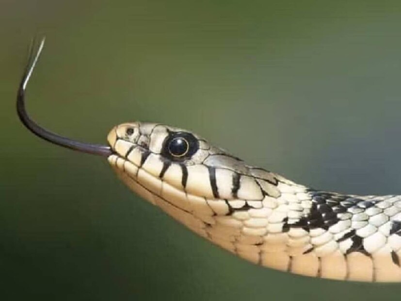 প্রথমত, মাথা ঠান্ডা রাখুন। মোটেও ঘাবড়াবেন না। সাপ যেদিকে আছে, সেদিকে হঠাৎ কোনও নড়াচড়া করবেন না। দৌড়নো বা পালানোর চেষ্টা তো অবশ্যই করবেন না। wikihow.com-এর প্রতিবেদনে বলা হয়েছে, সাপকে ভয় দেখিয়ে বা কোনও কিছু দিয়ে খোঁচা দিয়ে, আক্রমণ করে তাকে সরানোর চেষ্টা করবেন না। তাতে হিতে বিপরীত হতে পারে৷