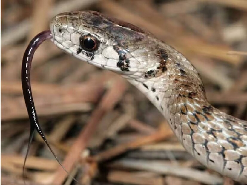  বিশেষজ্ঞদের মতে, সাপকে এড়াতে এস প্যাটার্নে দৌড়ানো একটি ভুল ধারণা। সাপ দ্রুত দিক পরিবর্তন করতে পারে, তাই সহজেই একটি S প্যাটার্নে চলতে পারে। আপনি যদি একটি সাপ এড়াতে চান, তাহলে সবচেয়ে ভাল উপায় হল শান্ত থাকা এবং ধীরে ধীরে এটি থেকে দূরে সরে যাওয়ার চেষ্টা করা। 
