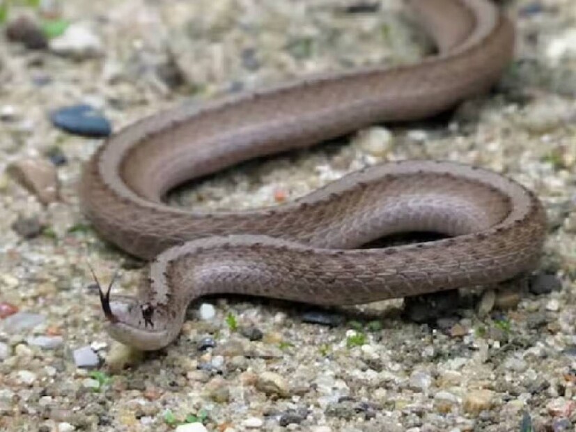 সাপেদের আক্রমণ না করলে তারা আক্রমণ করে না। যে সমস্ত সর্প দংশনের ঘটনা ঘটে, সেসব ক্ষেত্রে, মানুষ অজান্তেই সাপের শরীরে পা দিয়ে ফেলে, বা সাপকে ছুঁয়ে ফেলে, আঘাত করে ফেলে৷ ফলে নিজেকে বাঁচাতে পাল্টা আক্রমণ করে সাপ৷