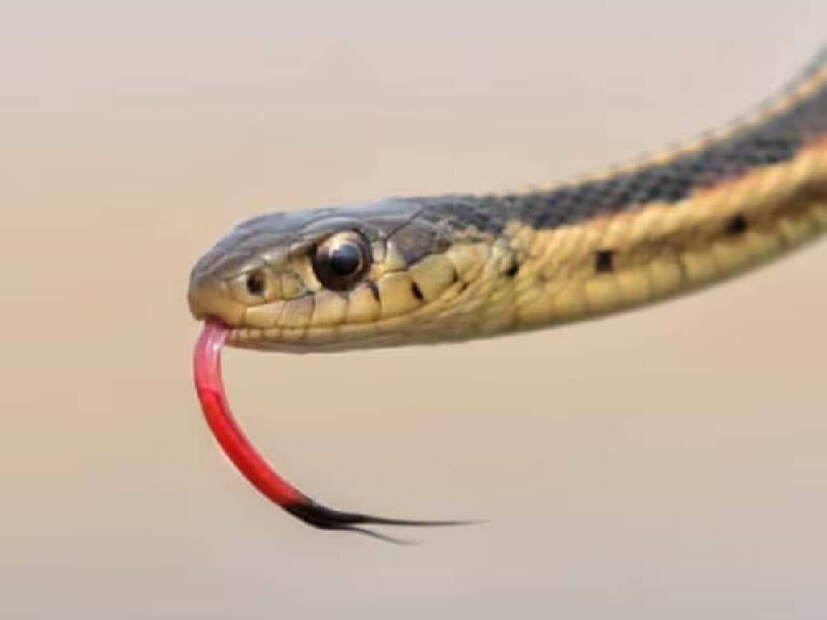  আপনি যদি স্থির থাকেন তাহলে সাপগুলি নিজের মতো নীরবে চলে যাবে। কিন্তু আপনি যদি কিছু করেন তবে তারা ভাববে যে আপনি ওদের আক্রমণ করতে যাচ্ছেন। তাই তারা পাল্টা আক্রমণ চালাতে পারে৷ 