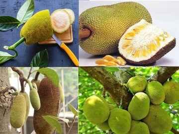 ভুলেও এঁচোড় খাবেন না! জানুন কারা এঁচোড় মুখে তুললেই সর্বনাশ! সতর্ক থাকুন