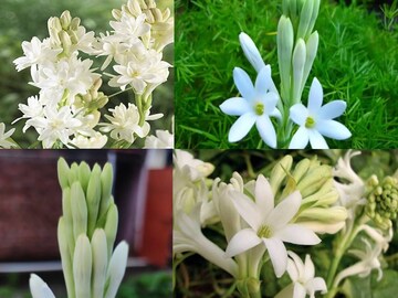 ম্যাজিক খাবার!৩ মাসে ১ বার দিলেই টবের গাছ ঢাকবে রজনীগন্ধা ফুলে! গন্ধে ভরবে বাড়ি