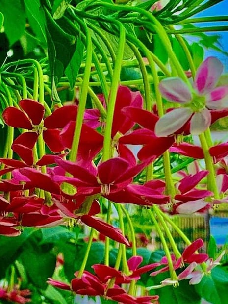 রাসায়নিক সার দিতে না চাইলে গাছের গোড়ায় দিন কলার খোসা ভেজানো জল। ভাল করে ছেঁকে নিয়ে পাতলা করে ব্যবহার করুন সপ্তােহ দু’দিন।