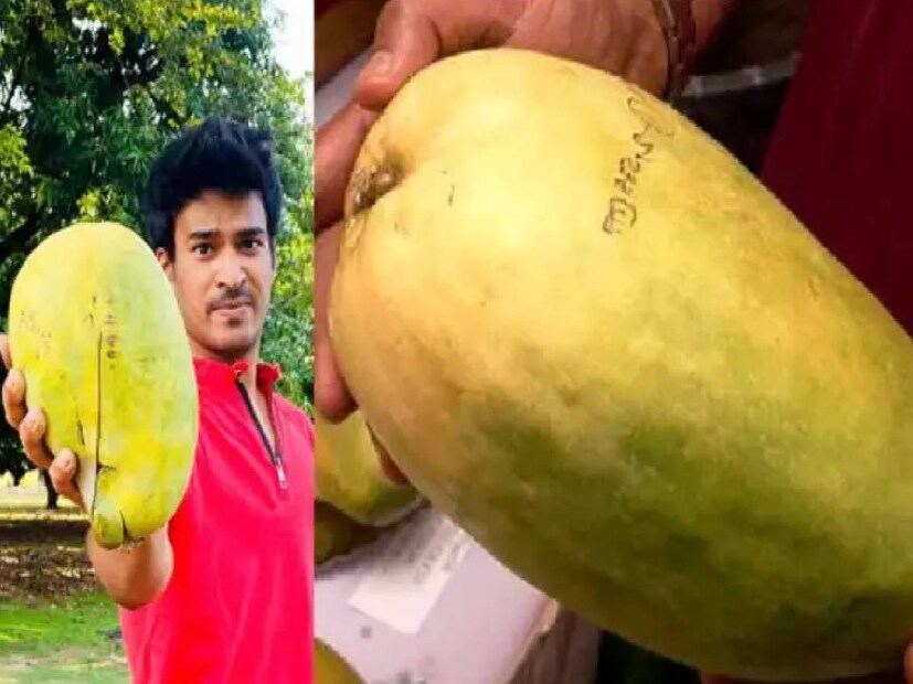 ১৫৭৭ থেকে ১৬৪৫ সালের মধ্যে ভারতে আনা হয় এই আম৷ নামকরণ করা হয় মল্লিকা নূরজাহানের নামে। এই আমের কিছু চারা মধ্যপ্রদেশের আলিরাজপুরে আনা হয়েছিল। এরপর থেকে এখানে নূরজাহান আম উৎপাদন শুরু হয় সেখানে। সারাদেশে নূরজাহান জাতের আমের গাছ বাকি আছে মাত্র তিনটি।