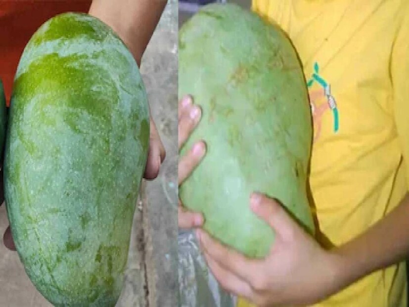 গত বছর ভোপালে আয়োজিত আম উৎসবে অনেক জাতের আম রাখা হয়েছিল। এর মধ্যে রয়েছে সুন্দরজা, চৌসা, ল্যাংড়া, দশেরী, মল্লিকা এবং আম্রপালি ইত্যাদি আম ছিল। ওই প্রদর্শনীতেই আলিরাজপুরে উৎপাদিত নূরজাহান আমও প্রদর্শন করা হয়। আলিরাজপুরের কাঁথিওয়াড়া থেকে আসা রুমাল বাঘেল নিউজ 18 কে এই আম সম্পর্কে জানান। বলেন যে, এই আমের একটির ওজন প্রায় দুই কেজি। আমের প্রজাতির নাম নূরজাহান। 