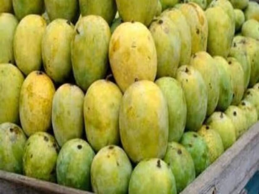 ল্যাংড়া: এই আমের এমন নামকরণ নাম আঠেরোশো শতকে হয়েছে বলে মনে করা হয়। জুলাই মাসের দিকে এই আম পাকতে শুরু করে। ল্যাংড়া আম সাধারণত দেখতে গোলাকার ও মসৃণ। আকারে বড়, লম্বাটে-গোল৷