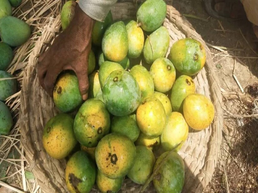 গরম পড়েছে ভাল মতোই৷ এবার বাজারে ধীরে ধীরে আসছে ফলের রাজা আম৷ মে মাসের শুরু থেকে পুজোর আগে আগে পর্যন্ত দফায় দফায় বাজারে আসবে নানা প্রজাতির আম৷ হিমসাগর, গোলাপখাস, বেগমফুলি থেকে শুরু করে ল্যাংড়া, ফজলি, চৌসা৷ কিছু কিছু আম আছে, যা দেখলেই চেনা যায়৷ আবার কিছু আম রয়েছে, যা দেখলে গুলিয়ে যায়৷ বিশেষ করে যাঁরা নতুন নতুন একা একা বাজারে আম কিনছেন...