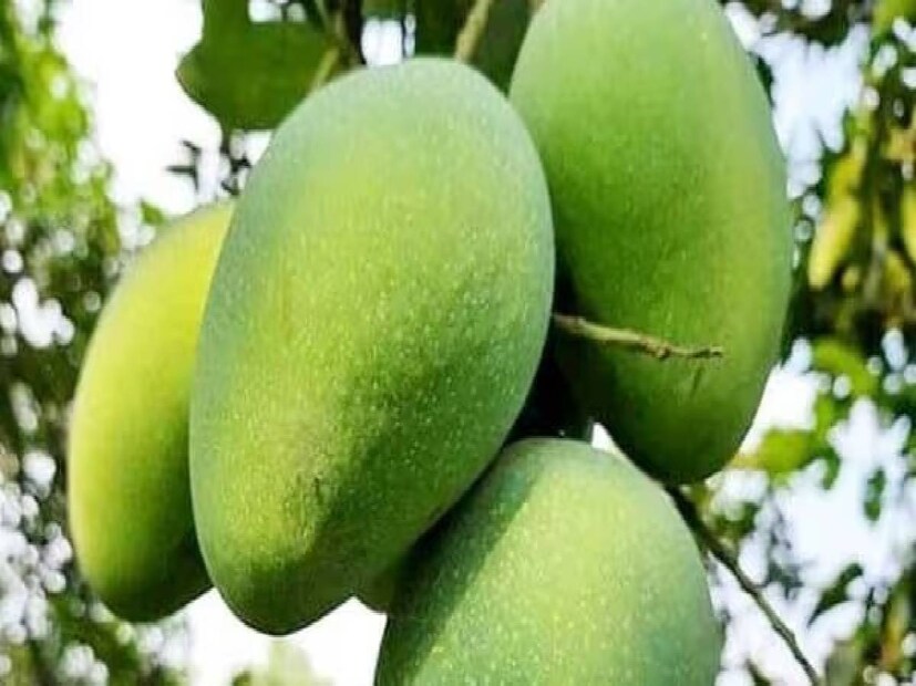 গোপালভোগ: মে মাসের দ্বিতীয় সপ্তাহ থেকে বাজারে এই আম আসে। আম চেনার উপায় হল, এর সবুজ রঙের খোসার গায়ে থাকে, হলুদ দাগ। আমটি পাকার পর হলুদ হয়ে যায়। শোনা যায় এই আমের চাষ বাংলাদেশে শুরু হয়েছিল। সেখানে নরহাট্টার গোপাল নামের এক ব্যক্তি এই আমের চাষ প্রথমে শুরু করেন। তাঁর নাম থেকেই এমন নামকরণ।