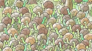 রাশি রাশি কচ্ছপের ভিড়েই লুকিয়ে একটা সাপ, ১০ সেকেন্ডে খুঁজে পেলেই নজরের তারিফ করবে সবাই  (Credit- thedudolf.blogspot.com)