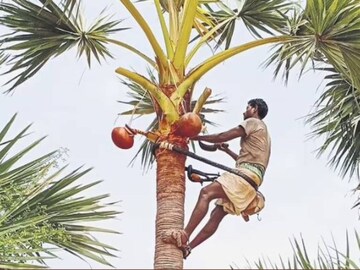 ‘তালগাছ এক পায়ে দাঁড়িয়ে’ রক্ষা করে অনেককিছু! দেখুন তালগাছের দারুণ সব উপকারিতা