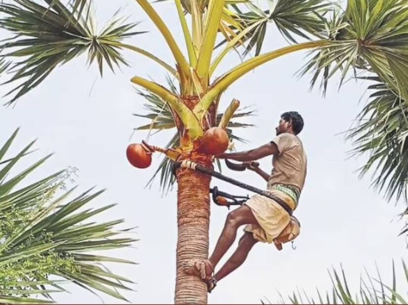 ‘‘তালগাছ এক পায়ে দাঁড়িয়ে, সব গাছ ছাড়িয়ে, উঁকি মারে আকাশে’’ ছোটবেলায় রবীন্দ্রনাথ ঠাকুরের লেখা এই ‘তালগাছ’ কবিতাটি আমরা সবাই পড়েছি। তাল গাছে রয়েছে নানান গুণ। তবে তালগাছের একটি বিশেষ ক্ষমতা রয়েছে। বজ্রপাত রোধ করতে পারে তালগাছ। 