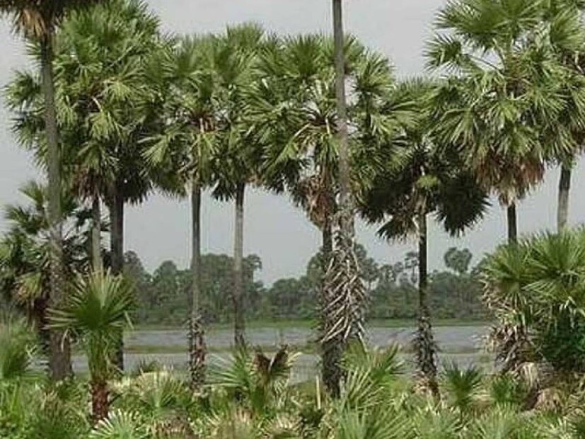 বর্তমান সময়ে জলবায়ু পরিবর্তনের কারণে গ্রীষ্মকালের পাশাপাশি বর্ষাকালেও বজ্রগর্ভ মেঘের সঞ্চার হচ্ছে। ফলে বৃষ্টির সঙ্গে মুহুর্মুহু বজ্রপাত লক্ষ্য করা যায়। আর বজ্রপাতে মারা যায় মাঠের কৃষক থেকে পথ চলতি সাধারণ মানুষ জন। পরিবেশবিদদেরা মনে করেন বজ্রপাত রুখতে সক্ষম গ্রাম বাংলার এই তালগাছ।