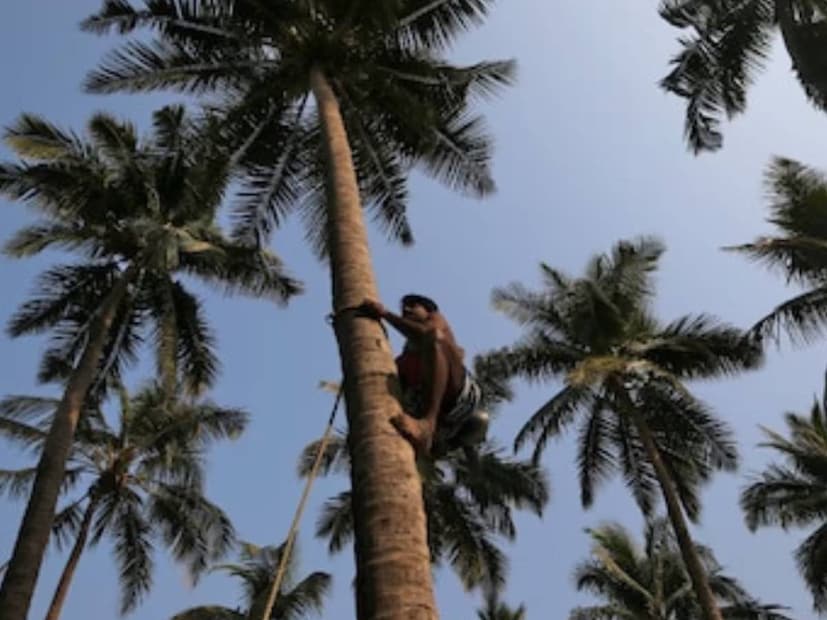 বর্তমান সময়ে গ্লোবাল ওয়ার্মিংয়ের কারণে তাপমাত্রা বাড়ছে। দিন দিন তাপমাত্রা বাড়ার ফলে এপ্রিল মাস থেকে জুলাই মাস পর্যন্ত বৃষ্টির সঙ্গে প্রচুর পরিমাণে বজ্রপাত হয়। বজ্রপাত থেকে রক্ষা পাওয়ার প্রাকৃতিক উপায় হিসেবে তালগাছকে বিশেষ গুরুত্ব দিচ্ছেন পরিবেশবিদরা। বিশেষজ্ঞদের মতে তালগাছে কার্বনের স্তর বেশি থাকায় তা বজ্রপাত নিরোধে সহায়তা করে। 
