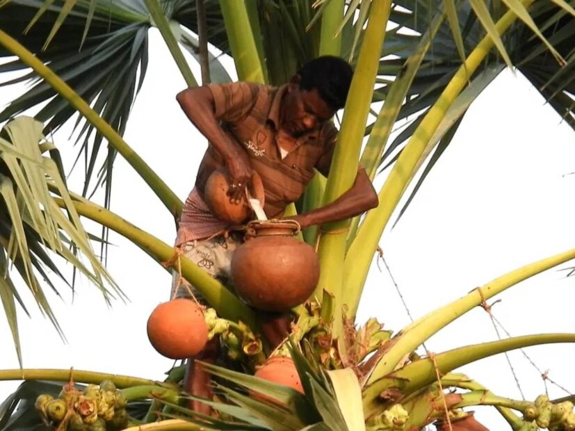 বর্তমান সময়ে প্রায় দিনই বজ্রঘাতে মৃত্যুর খবর উঠে আসে। তাই বিশেষজ্ঞদের মতামত রাস্তার পাশে ফাঁকা জায়গায় তালগাছ রোপন করা জরুরী। তালগাছ প্রাকৃতিক উপায়ে বজ্রপাত রোধে কার্যকরী ভূমিকা গ্রহণ করে। এর পাশাপাশি তালগাছ জলবায়ু অর্থাৎ ভূমিক্ষয় বন্যা প্রতিরোধেও সক্ষম। কিন্তু দিনদিন গ্রাম-বাংলায় তালগাছ হারিয়ে যাচ্ছে। তাই তালগাছ রক্ষা করা দাবি পরিবেশবিদের।