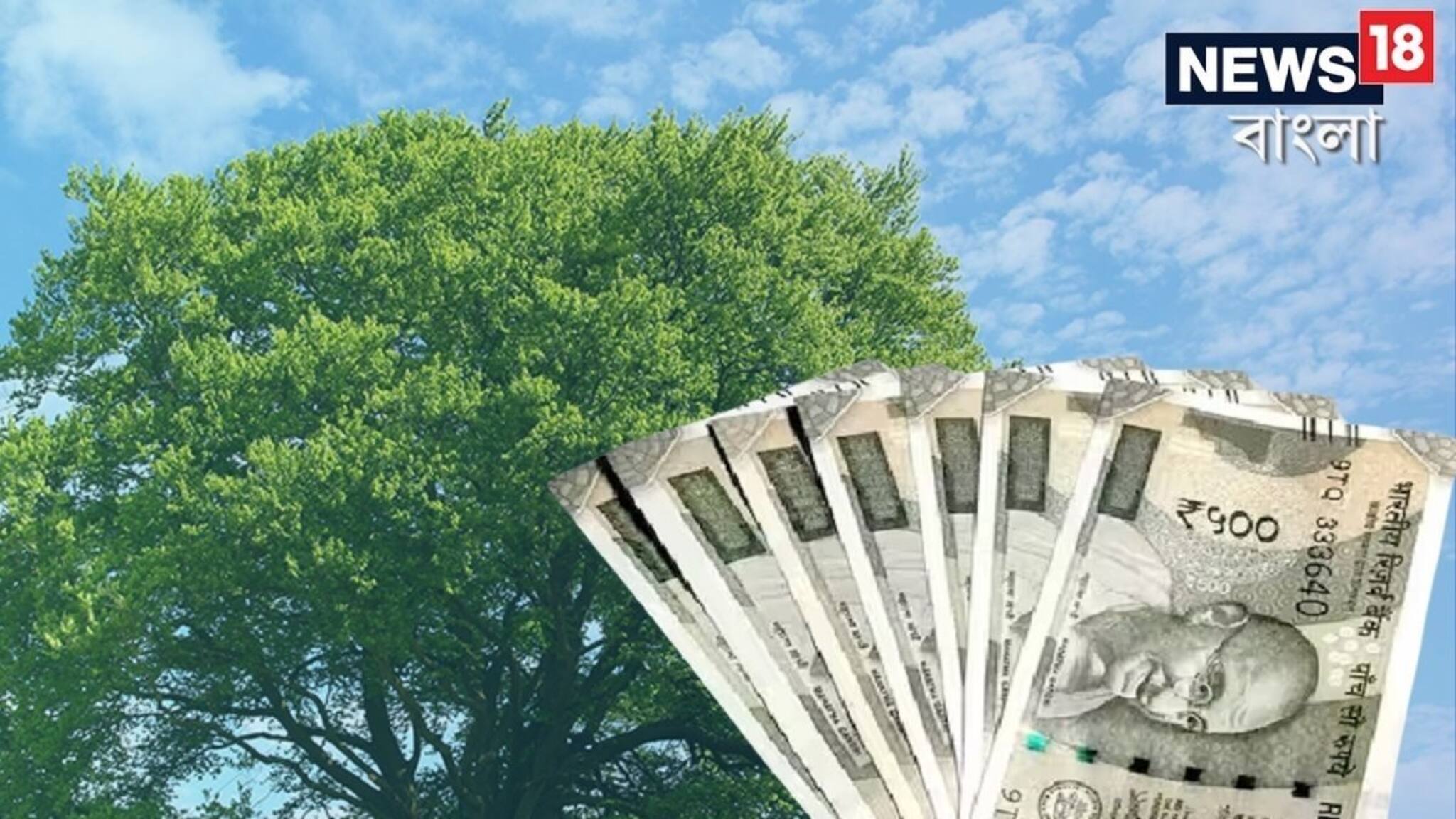 বাড়ির ছাদে এই গাছ রয়েছে ? মাত্র তিন মাসেই হাতে আসবে দ্বিগুণ টাকা!