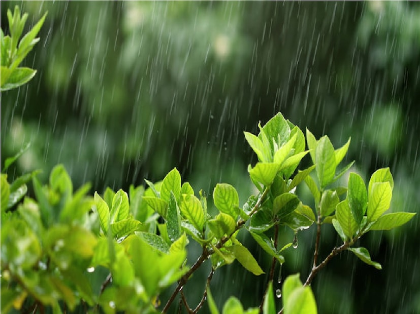 ১৯ তারিখ উত্তরবঙ্গের ৫ জেলায় ভারী বৃষ্টির সম্ভাবনা। এর পাশাপাশি উত্তরবঙ্গের অন্যান্য জেলাগুলিতে বজ্র-বিদ্যুৎ ঝড় বৃষ্টির সম্ভাবনা। দক্ষিণবঙ্গের উপকূলবর্তী অঞ্চলে রবিবার থেকেই বৃষ্টির সম্ভাবনা রয়েছে। কলকাতাতেও রবিবার বৃষ্টির সম্ভাবনার কথা জানিয়েছে আলিপুর আবহাওয়া অফিস। Photo- Representative