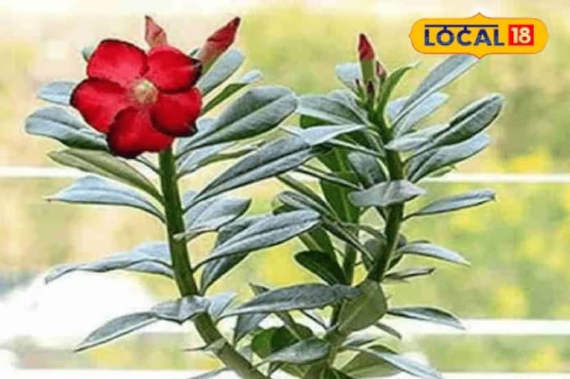 মূলত আফ্রিকা এবং আরবের দেশগুলি হল এই গাছের জন্মস্থান। ভারতের সব জায়গায় আজকাল বাড়ির বাগান কিংবা বারান্দার সৌন্দর্য বর্ধন করছে অ্যাডেনিয়াম। আর মজার বিষয় হল, এটা রোপণ করার পদ্ধতিও বেশ সহজ। গাছে গোলাপের মতো সুন্দর ফুল ধরে। নানা রঙের হয় সেই ফুল। মরু গোলাপ বা অ্যাডেনিয়াম গাছের ব্যবসা অত্যন্ত লাভজনক। আসলে খরচের তুলনায় অন্তত ১০ গুণ এবং সর্বাধিক ২০ গুণ লাভ পেতে পারেন। কেউ যদি এই গাছের চাষ করেন, তাহলে অনায়াসে তিনি বছরে ১০ লক্ষ টাকা আয় করতে পারেন।
