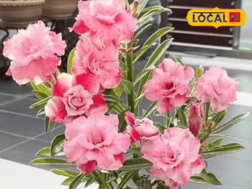 এই গাছের জন্য খুব বেশি পরিশ্রমেরও প্রয়োজন হয় না কিংবা খুব বেশি অর্থও ব্যয় করতে হয় না। এক-একটি অ্যাডেনিয়াম গাছের চারা মাত্র ১৫ থেকে ২০ টাকায় পাওয়া যায়। আর এটি সহজেই ১৫০ টাকা থেকে ৪০০ টাকার মধ্যে বিক্রি করা যেতে পারে। রবিকান্ত বলেন, যে কোনও ব্যক্তি মাত্র ৪ থেকে ৫ হাজার টাকা খরচ করে এই গাছের চাষ করতে পারেন। আর এই গাছের বীজ থেকে গাছ তৈরি করা সম্ভব। আবার কোনও গামলাতেও রোপণ করা যায় অ্যাডেনিয়াম গাছ। আসলে এটি অগভীর পাত্রেই রোপণ করা উচিত। 