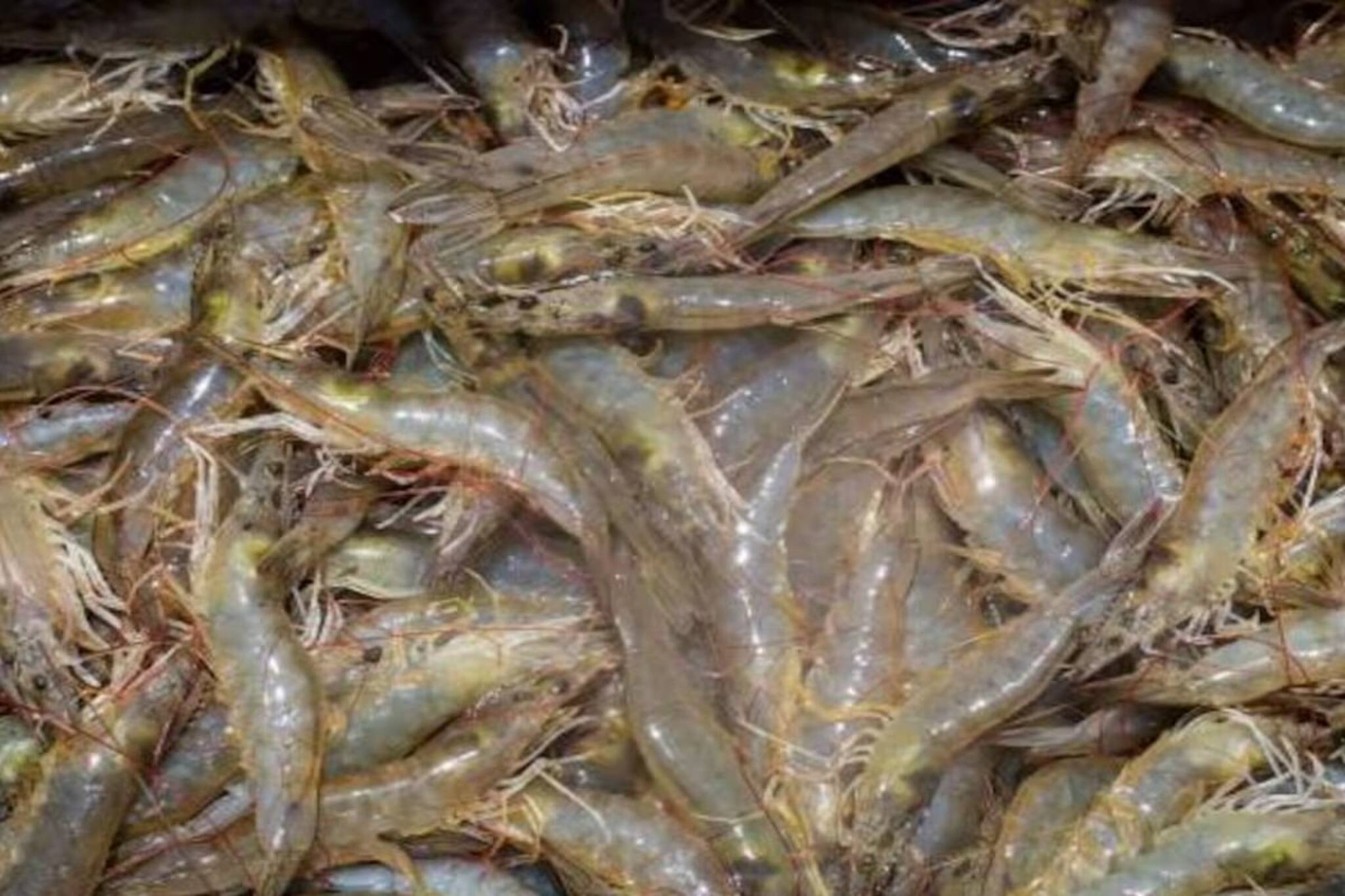 চিংড়ির কালো শিরা ফেলে দিতে হয় কেন? ভুল করলে হতে পারে সর্বনাশ, মনে রাখবেন অবশ্যই