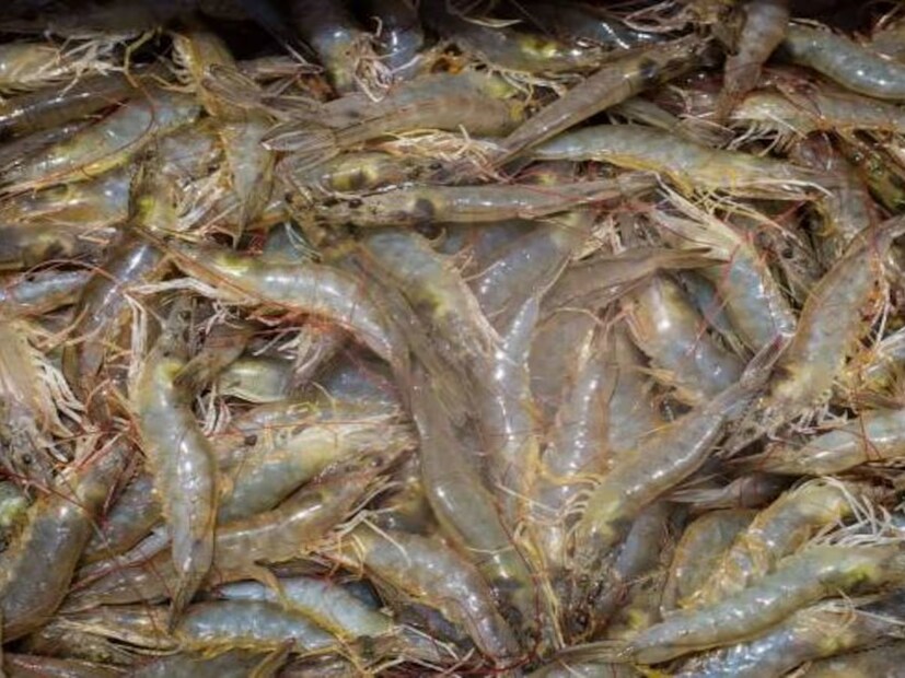 উত্তর হল ছোট চিংড়ি, ইংরেজিতে যাকে বলে Shrimp। একে বাগদা চিংড়িও বলা হয়ে থাকে। এই ছোট আকারের চিংড়ির হৃদযন্ত্র বা হার্ট থাকে মাথায়। 