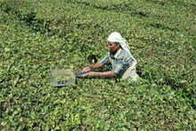 তীব্র গরমে বিধ্বস্ত ডুয়ার্সের চা শিল্প, ভবিষ্যৎ নিয়ে গুচ্ছ প্রশ্ন