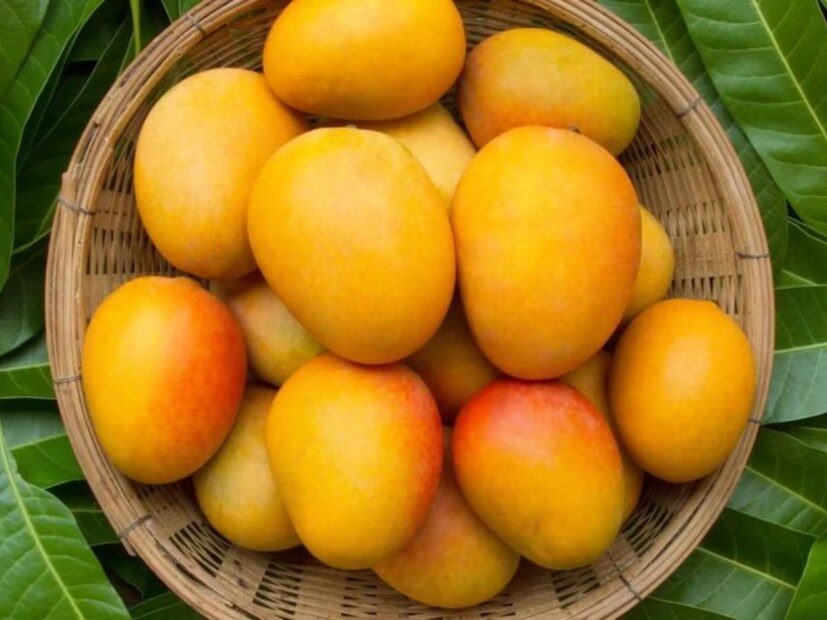 কিন্তু অতিরিক্ত না খাওয়াই ভাল। বিশেষ করে ডায়াবেটিস রোগীদের চিকিৎসকের পরামর্শ ছাড়া পাকা আম খেতে নিষেধ করছেন বিশেষজ্ঞরা। রোজ কতটা পরিমাণ পাকা আম খাওয়া উচিত, পুষ্টিবিদের সঙ্গে পরামর্শ করেই খাওয়া প্রয়োজন। অন্যদিকে যারা ওজন কমানোর জন্য নির্দিষ্ট ডায়েট অনুসরণ করনে, তাঁদেরকেও অতিরিক্ত পাকা আম খেতে নিষেধ করছেন বিশেষজ্ঞরা।(Disclaimer: এই প্রতিবেদনটি কেবলমাত্র সাধারণ তথ্যের জন্য, তাই বিস্তারিত জানতে হলে সর্বদা বিশেষজ্ঞের পরামর্শ নিন।)
