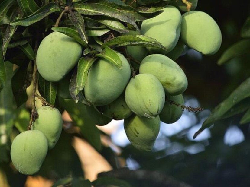 পটাশিয়াম থাকার কারণে কাঁচা আম খেলে ঘাম কম হয়। ক্লান্তিও দূর করতে সাহায্য করে কাঁচা আমের শরবত। কাঁচা আমে অ্যান্টিঅক্সিডেন্ট থাকায় এই ফল খেলে রুক্ষ, শুষ্ক ত্বক উজ্জ্বল দেখায়। তবে অতিরিক্ত না খাওয়াই উচিত। কাঁচা আম বেশি খেলে ডায়রিয়া হওয়ার সম্ভাবনা থাকে।