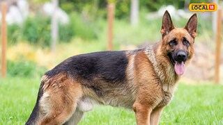 কুকুর কামড়ালে ভুল করেও এই কাজটি করা যাবে না; কুকুর কামড়ালে ভুল করেও এই কাজটি করা যাবে না;