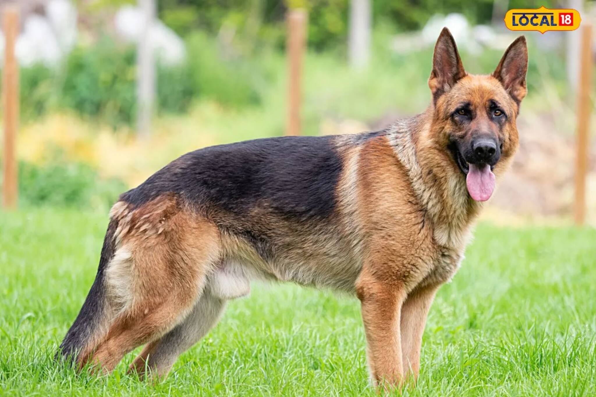 কুকুর কামড়ালে ভুল করেও এই কাজটি করবেন না; চিকিৎসক কী বলছেন জেনে নিন এখনই