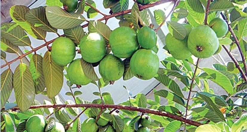 পেয়ারাগাছে ফল ধরানোর টপ সিক্রেট আছে। তা হল, গাছের লম্বা ডালগুলিকে ঝুঁকিয়ে দড়ি দিয়ে বেঁধে দিন গাছের গোড়ার সঙ্গে। বাড়তি পাতা কাটুন। তাহলে বারো মাসই ফল ধরবে।